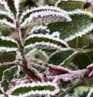 Заморозки на Закарпатті 22 квітня