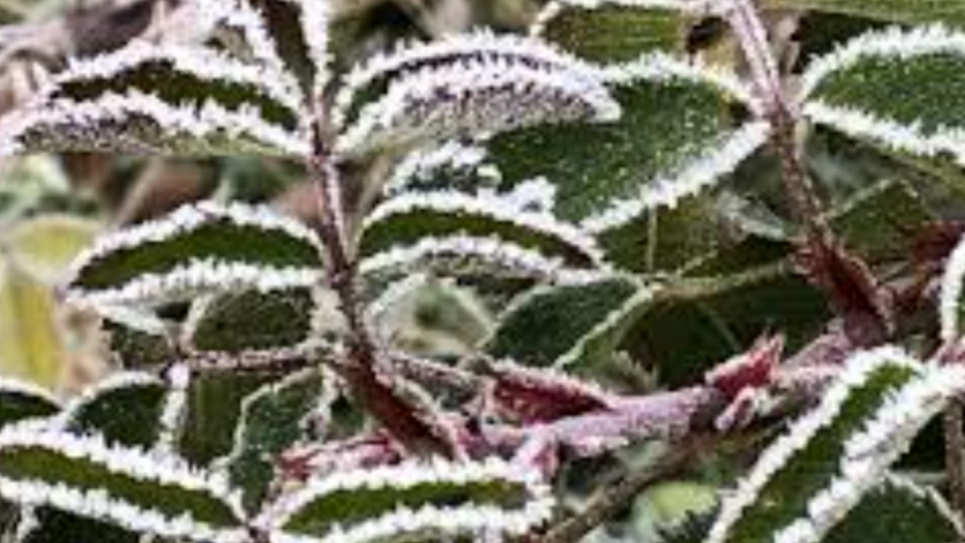 Заморозки в Закарпатье 22 апреля