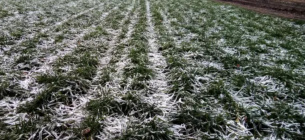 Аномальное похолодание в Ивано-Франковской области замедлило темпы посевной кампании Ивано-Франковская область: аномальная погода задерживает посевную и вредит садам