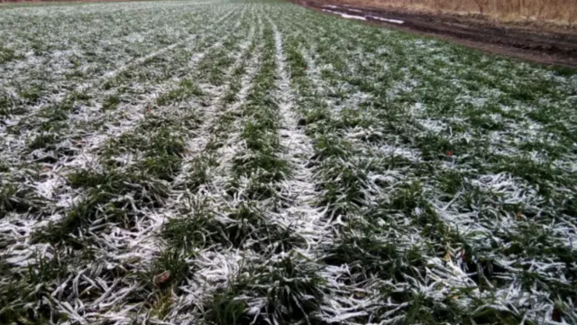 Заморозки у Києві 21-22 квітня 2026: прогноз Укргідрометцентру та поради садівникам