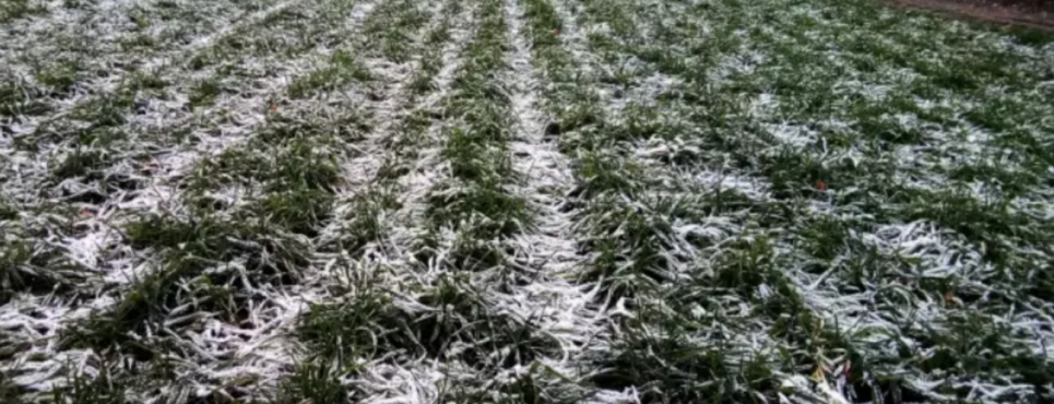 Заморозки у Києві 21-22 квітня 2026: прогноз Укргідрометцентру та поради садівникам