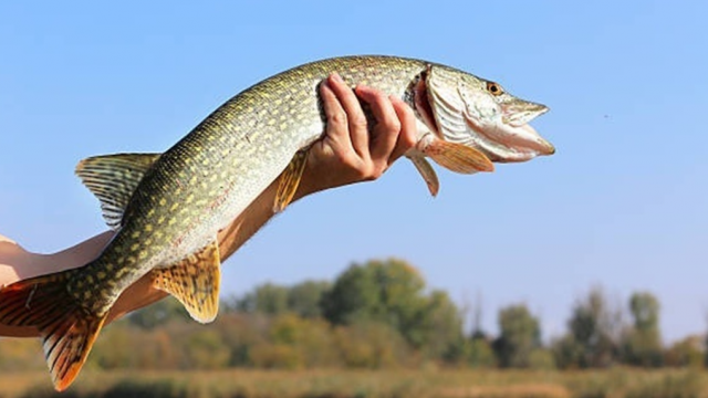 Компенсації за розведення риби: Кабмін розширив програму допомоги виробникам прісноводної продукції