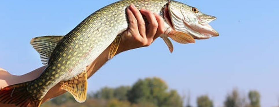 Компенсації за розведення риби: Кабмін розширив програму допомоги виробникам прісноводної продукції