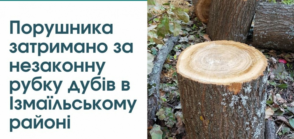 На Одещині порушник знищив дубів на десятки тисяч гривен Нарубав дубів на десятки тисяч гривен