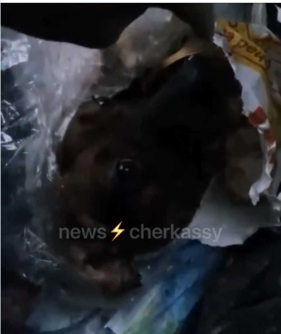 Привязанную собаку в мешках выбросили на свалку в Черкассах (ФОТО) Собаку выбросили на свалку в Черкассах
