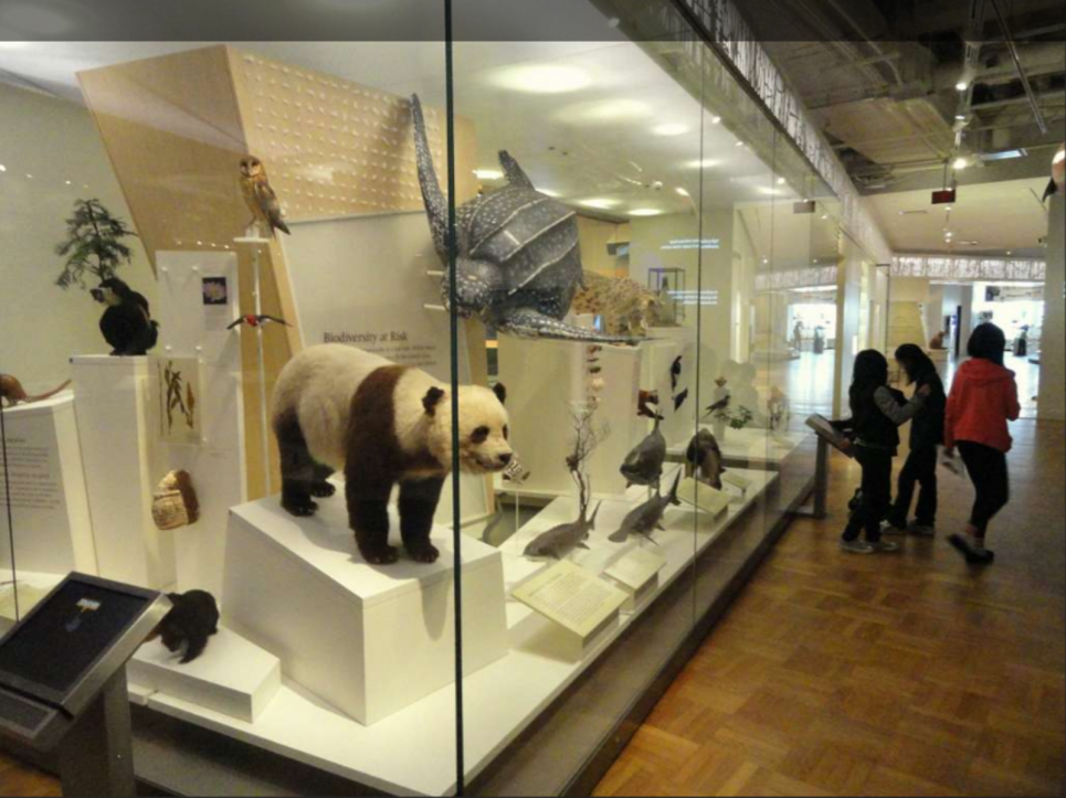 «Наразі грабування природи вигідне»: експерт розповів, як примусити компанії інвестувати в захист біорізноманіття Виставка в Королівському музеї Онтаріо, Канада. Фото: Picryl