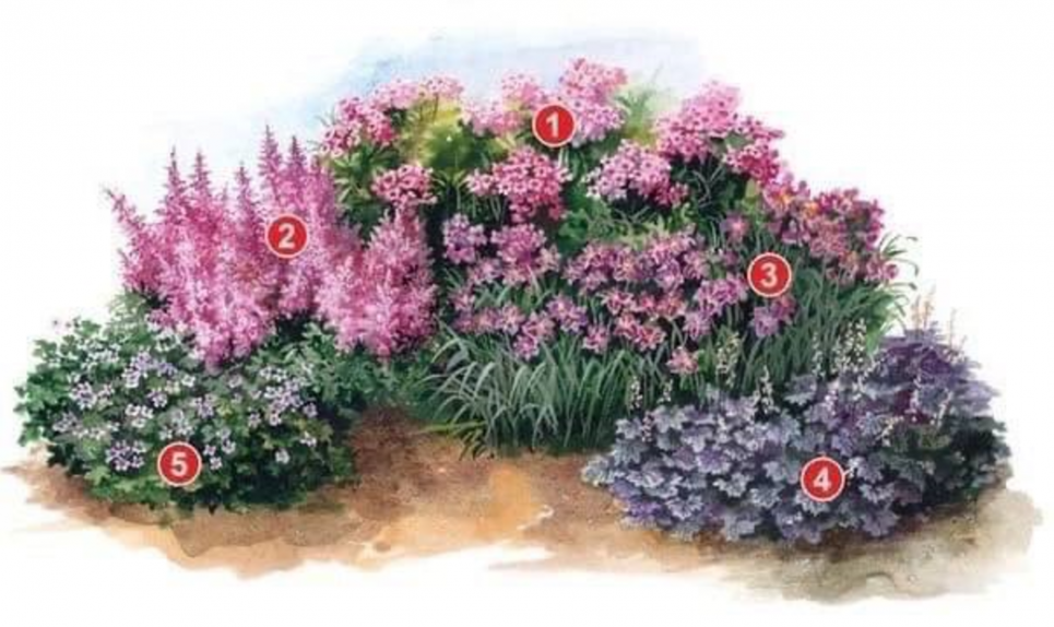 Клумба з багаторічників — стабільна декоративність при мінімальному догляді: ось як її можна організувати Зображення: «Сад город ЕНЦИКЛОПЕДІЯ від А до Я»