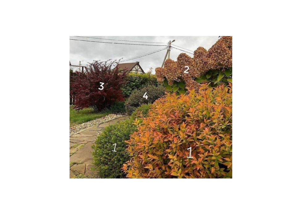 Яскраві відтінки навіть перед зимовими холодами: ці рослини прикрасять ваш осінній сад Фото: «Сад город ЕНЦИКЛОПЕДІЯ від А до Я»
