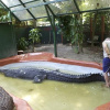 ФОТО: Найдовший морський крокодил Кассіус, що жив у неволі / Marineland Melanesia Crocodile Habitat