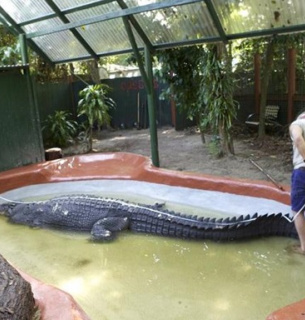 ФОТО: Самый длинный морской крокодил Кассиус, живший в неволе / Marineland Melanesia Crocodile Habitat