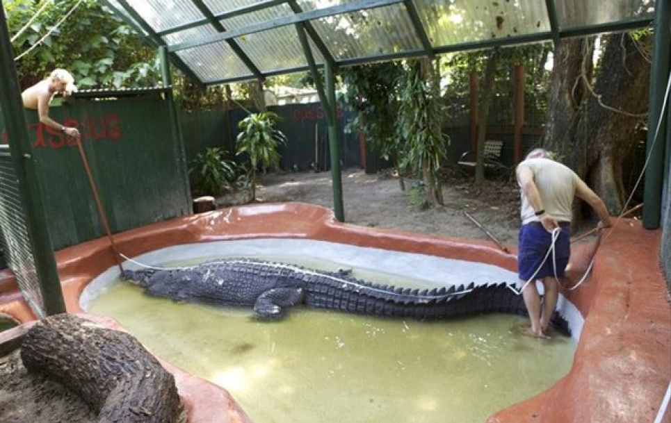 ФОТО: Самый длинный морской крокодил Кассиус, живший в неволе / Marineland Melanesia Crocodile Habitat