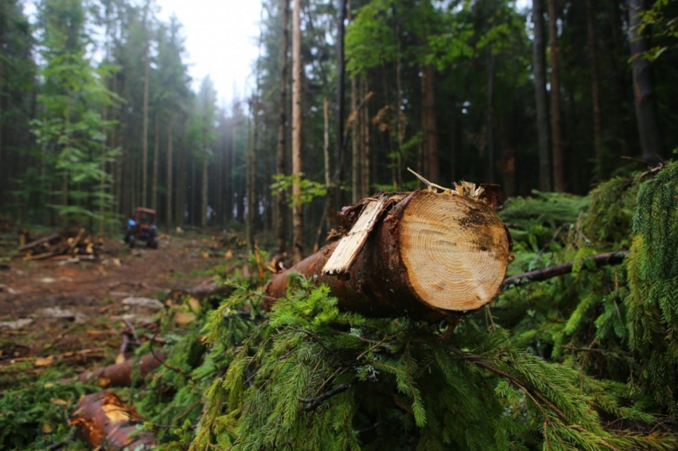 ФОТО: Незаконна вирубка лісу / slovoidilo.ua