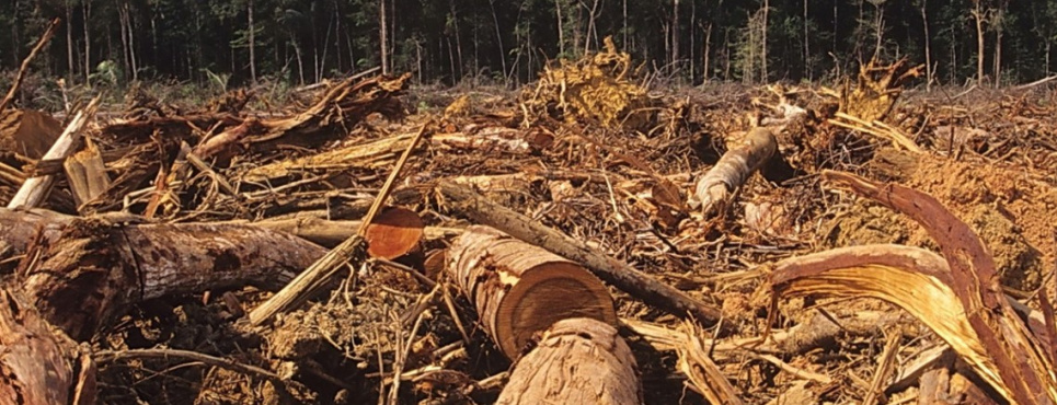 Битва за Карпати: Офіс Президента з п'ятої спроби зареєстрував петицію ветерана-еколога про захист високогір'я