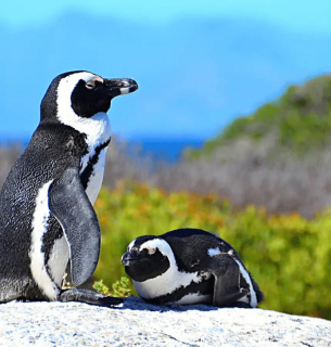 День знань про пінгвінів