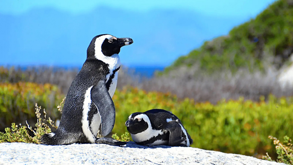 День знань про пінгвінів