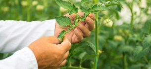 С 1 ноября Украина прекращает выдачу бумажных фитосанитарных сертификатов для экспорта в ЕС С 1 ноября Украина прекращает выдачу бумажных фитосанитарных сертификатов для экспорта в ЕС