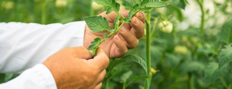 С 1 ноября Украина прекращает выдачу бумажных фитосанитарных сертификатов для экспорта в ЕС С 1 ноября Украина прекращает выдачу бумажных фитосанитарных сертификатов для экспорта в ЕС