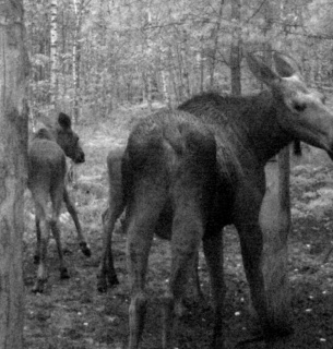 Редкие кадры краснокнижных лосей в Цуманской пуще