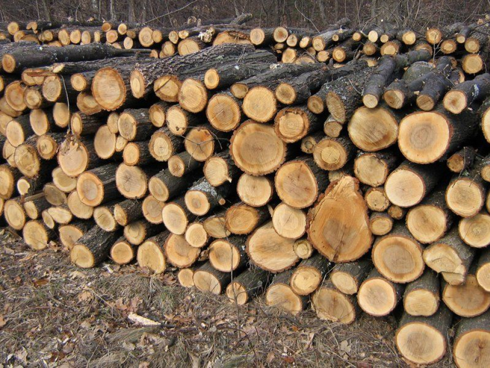 Кабмін спростив видачу лісорубних квитків для забезпечення населення дровами Е-квиток на деревину: Кабмін гарантував безперебійну заготівлю деревини під час реорганізації лісгоспів