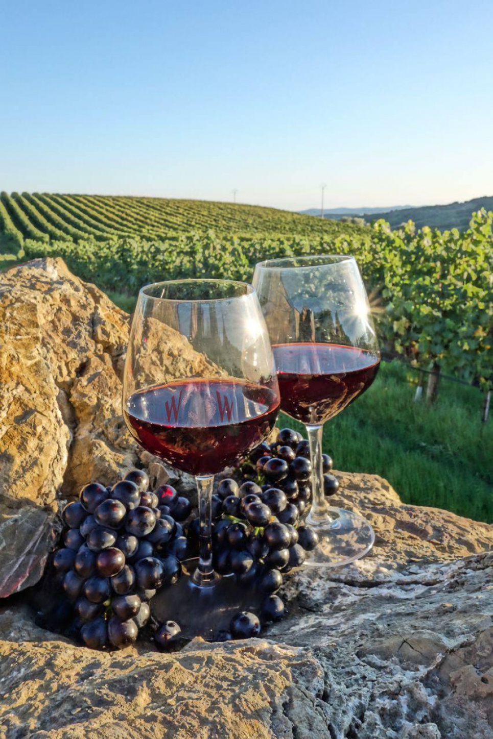 Свято смаку та традицій День винороба і виноградаря в Україні