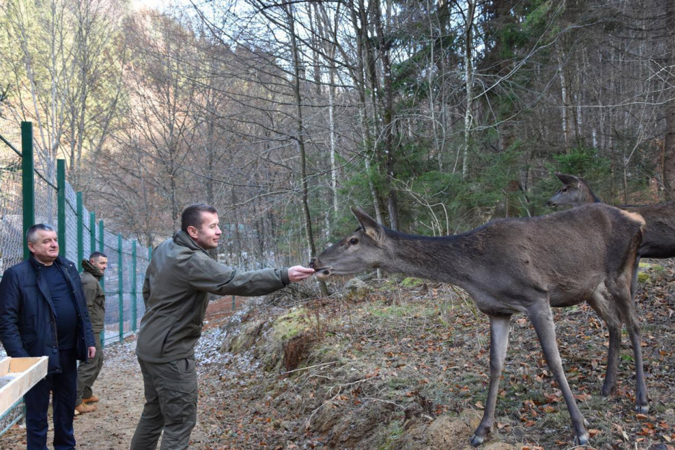 Для раненых оленей создали реабилитационный центр на Закарпатье Реабилитационный центр на Закарпатье. Фото Минприроды
