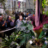 ФОТО: Квітка із запахом гнилого м'яса Amorphophallus titanum / Nine Entertainment