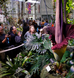 ФОТО: Квітка із запахом гнилого м'яса Amorphophallus titanum / Nine Entertainment