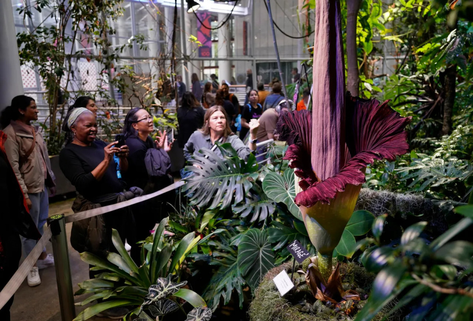 ФОТО: Квітка із запахом гнилого м'яса Amorphophallus titanum / Nine Entertainment