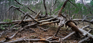 ФО ТО: ілюстративне / n.forest.gov.ua