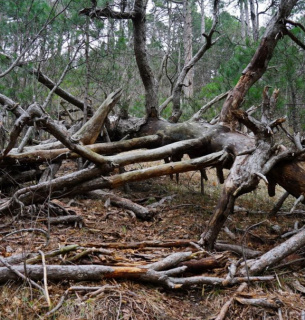 ФО ТО: ілюстративне / n.forest.gov.ua