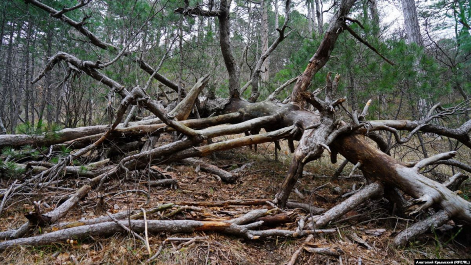 ФО ТО: ілюстративне / n.forest.gov.ua