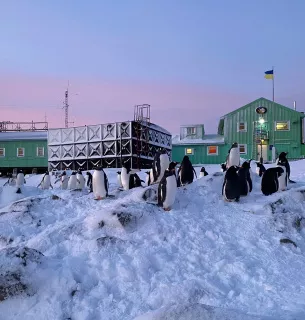 Послід пінгвінів допомагає утворювати хмари в Антарктиці, сприяючи охолодженню Фото: Станція "Академік Вернадський"