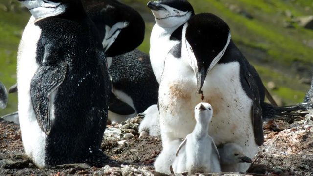 ФОТО: Антарктичний пінгвін / Національний антарктичний науковий центр
