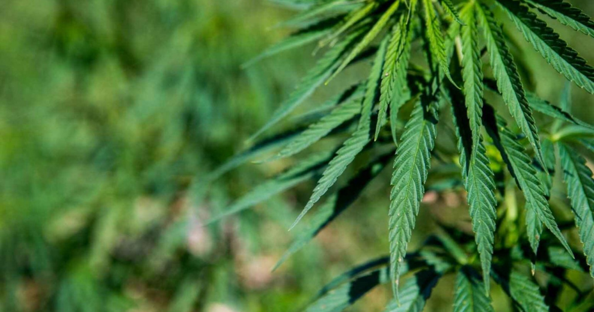 Екологічний та промисловий потенціал: чому технічні коноплі стають трендом сталого розвитку