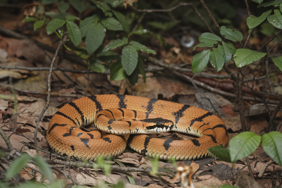 «Це диво: австралійка відбилася від смертельно небезпечної тигрової змії на швидкості 80 км/год Тигрова змія. Зображення згенеровано ШІ