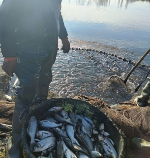 Зариблення 2026: Держрибагентство готує тендери на вселення біоресурсів