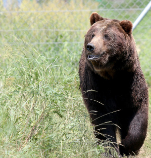 ФОТО: бурий ведмідь / bearsanctuary-domazhyr.org