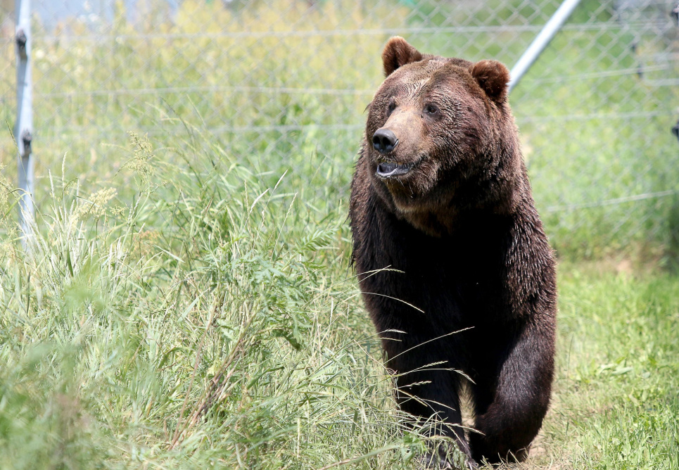 ФОТО: бурий ведмідь / bearsanctuary-domazhyr.org