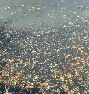 Масова загибель риби в Житомирі