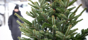 Какое хвойное дерево лучше выбрать по праздникам? ФОТО: иллюстративное