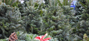 142 нарушения выявили экоинспекторы во время кампании "Нелегальная елка-2025" ФОТО: иллюстративное / vinnitsa.info