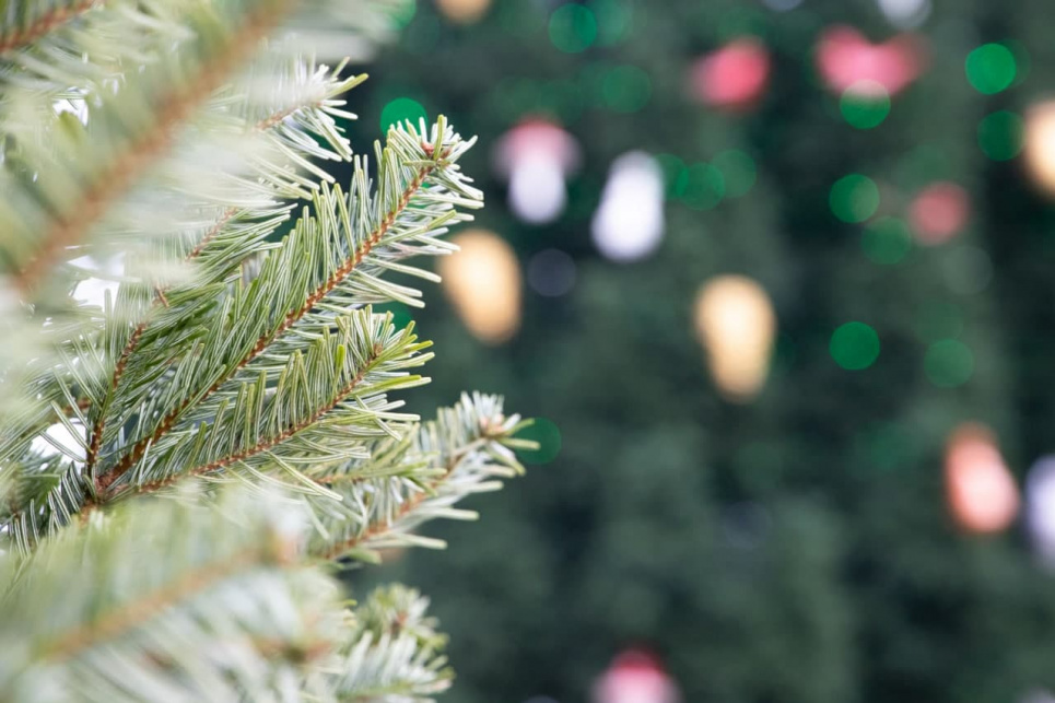 Яке хвойне дерево краще вибрати на свята? ФОТО: ілюстративне