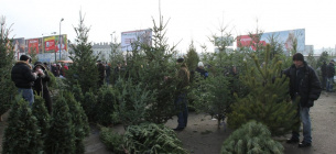 Незаконную торговлю новогодними деревьями остановили на Николаевщине Фото иллюстративное