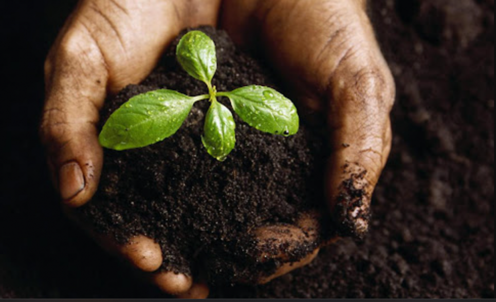 Конференція BTU "Здорові ґрунти – здорове Агро": понад 600 учасників обговорили шляхи відновлення деградованих ґрунтів та важливість аграрної освіти