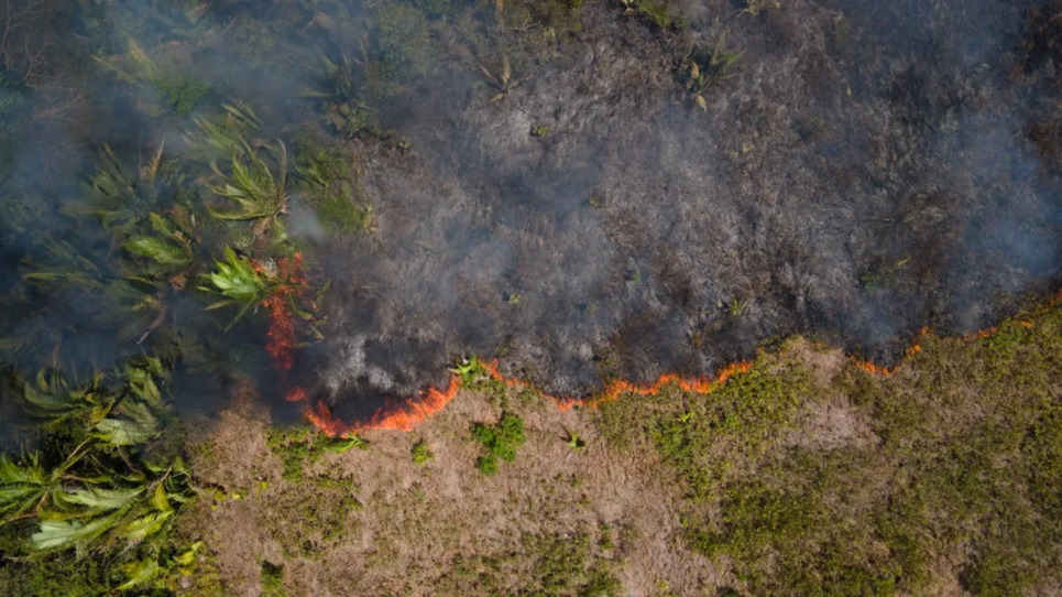 Рекордні викиди CO₂ у 2024 році спричинені лісовими пожежами в Північній та Південній Америці — Copernicus Полум'я, що поширюється в регіоні Амазонії, 2021 рік. Фото: Фернандо Соуза/dpa