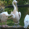 ФОТО: рожевий пелікан / zoocity.ck.ua
