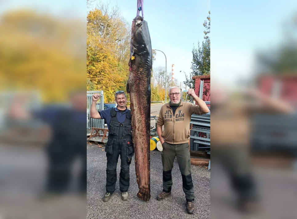 Пресноводное чудовище: немецкие рыбаки выловили гигантскую рыбу ФОТО: Немецкие рыбаки поймали гигантского сома-рекордсмена