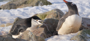 ФОТО: Поліцейський пінгвін свариться з субантарктичними / facebook.com/AntarcticCenter