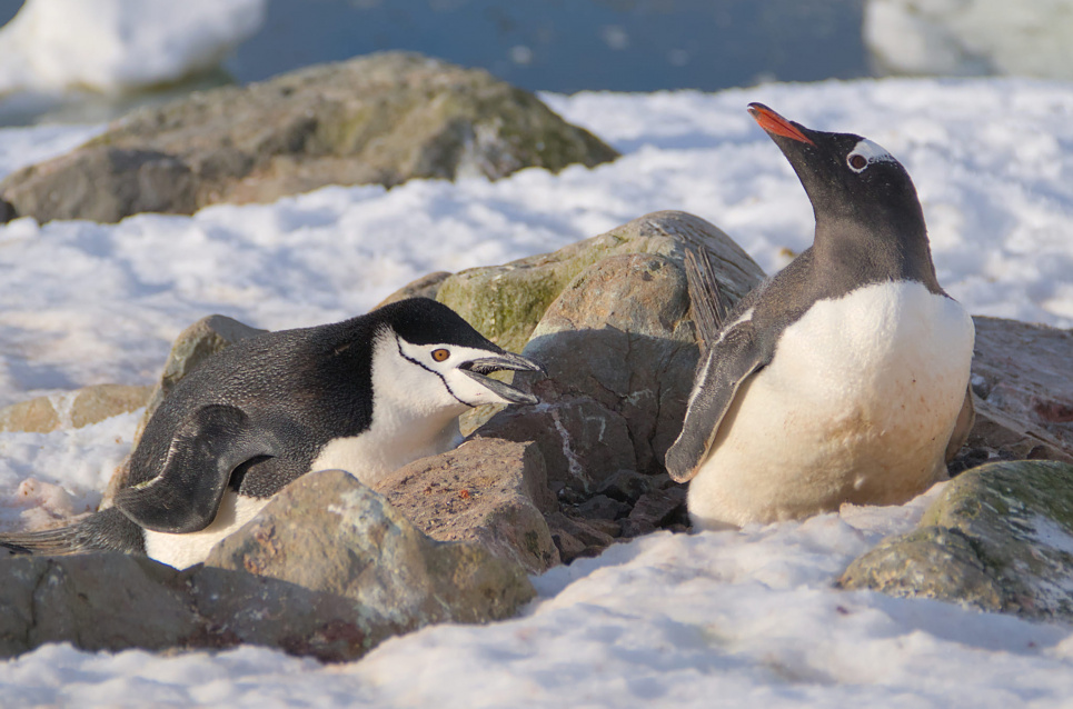 ФОТО: Поліцейський пінгвін свариться з субантарктичними / facebook.com/AntarcticCenter