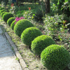 Фото: Dream Garden